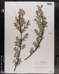 Salix arenaria image