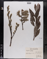 Image of Salix discolor × humilis