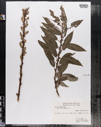 Salix eriocephala image