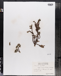 Salix uva-ursi image