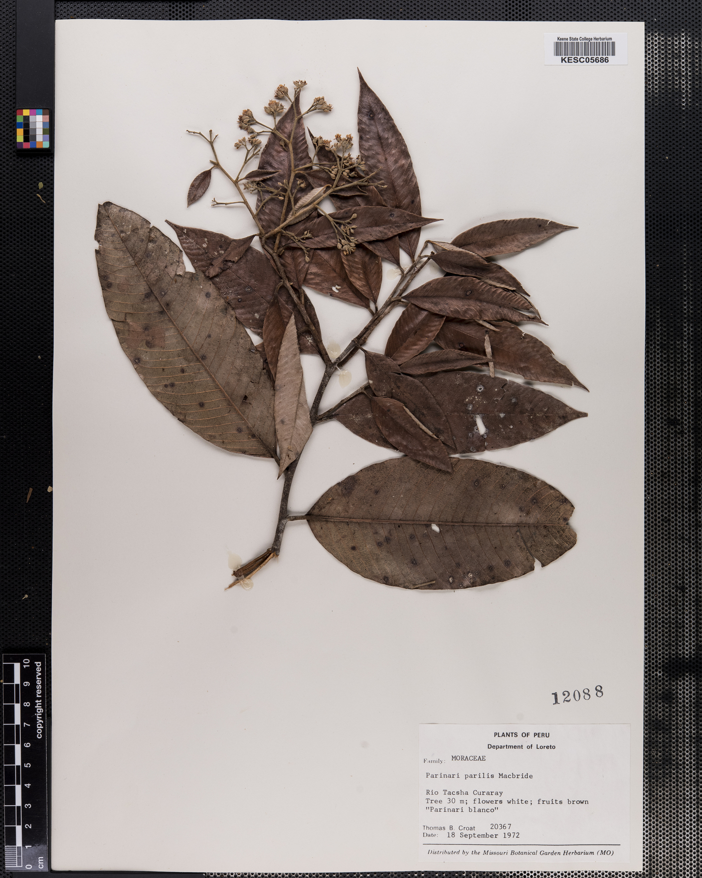 Chrysobalanaceae image