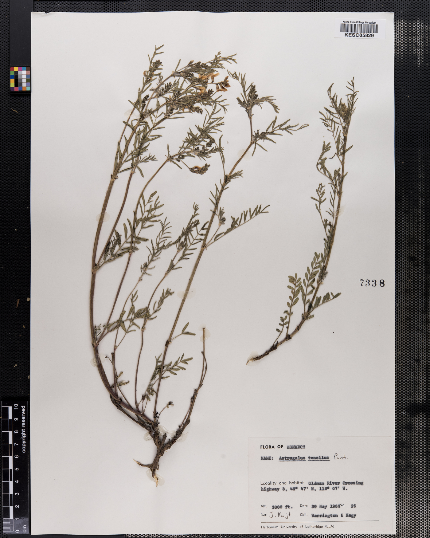 Astragalus tenellus image
