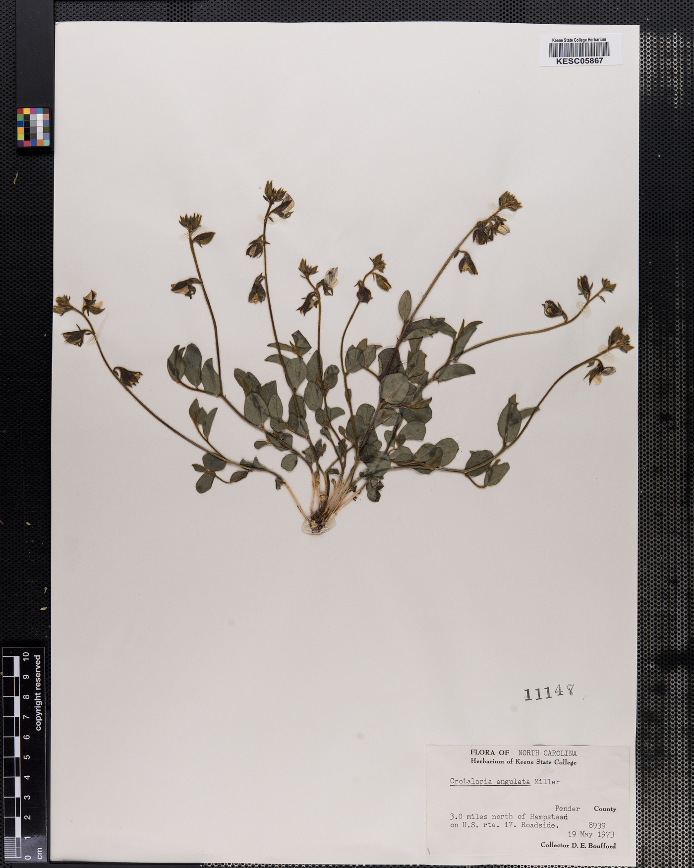 Crotalaria angulata image
