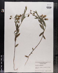 Crotalaria sagittalis image