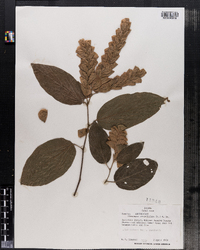 Image of Flemingia strobilifera