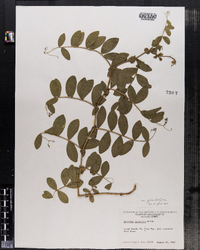 Lathyrus japonicus image