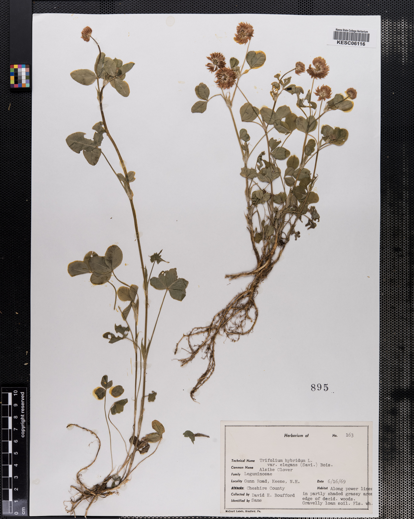 Trifolium hybridum var. elegans image