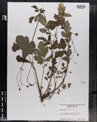 Geum vernum image