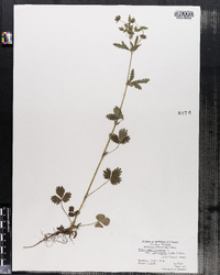 Potentilla norvegica image