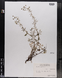 Potentilla argentea image