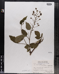 Rubus allegheniensis image