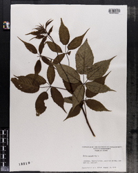 Rubus canadensis image