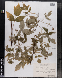 Rubus idaeus var. strigosus image