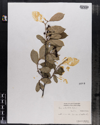 Photinia pyrifolia image
