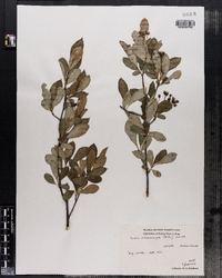 Photinia melanocarpa image