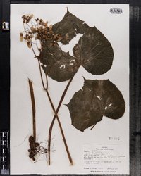 Image of Begonia villipetiola