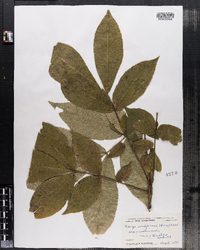 Carya cordiformis image