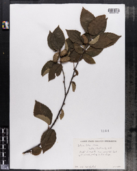 Betula alleghaniensis var. alleghaniensis image