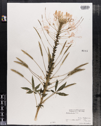 Cleome spinosa image