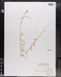 Sisymbrium altissimum image