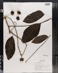 Image of Picramnia magnifolia