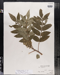 Rhus copallinum image