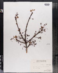 Acer rubrum image