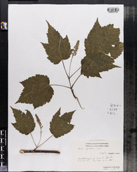 Acer spicatum image