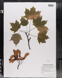 Acer platanoides image