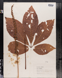 Image of Aesculus glabra