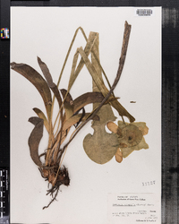 Image of Sarracenia oreophila