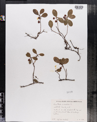 Gaultheria procumbens image