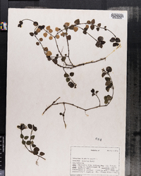 Mitchella repens image