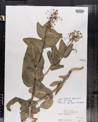 Image of Asclepias humistrata