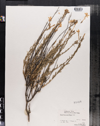 Image of Menodora longiflora