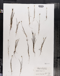 Plantago aristata image