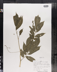 Image of Cyphomandra diversifolia