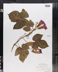 Ipomoea hederacea image