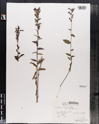 Lobelia puberula image