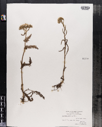 Achillea millefolium var. borealis image