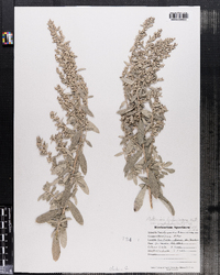 Artemisia ludoviciana var. gnaphalodes image