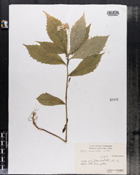 Oclemena acuminata image