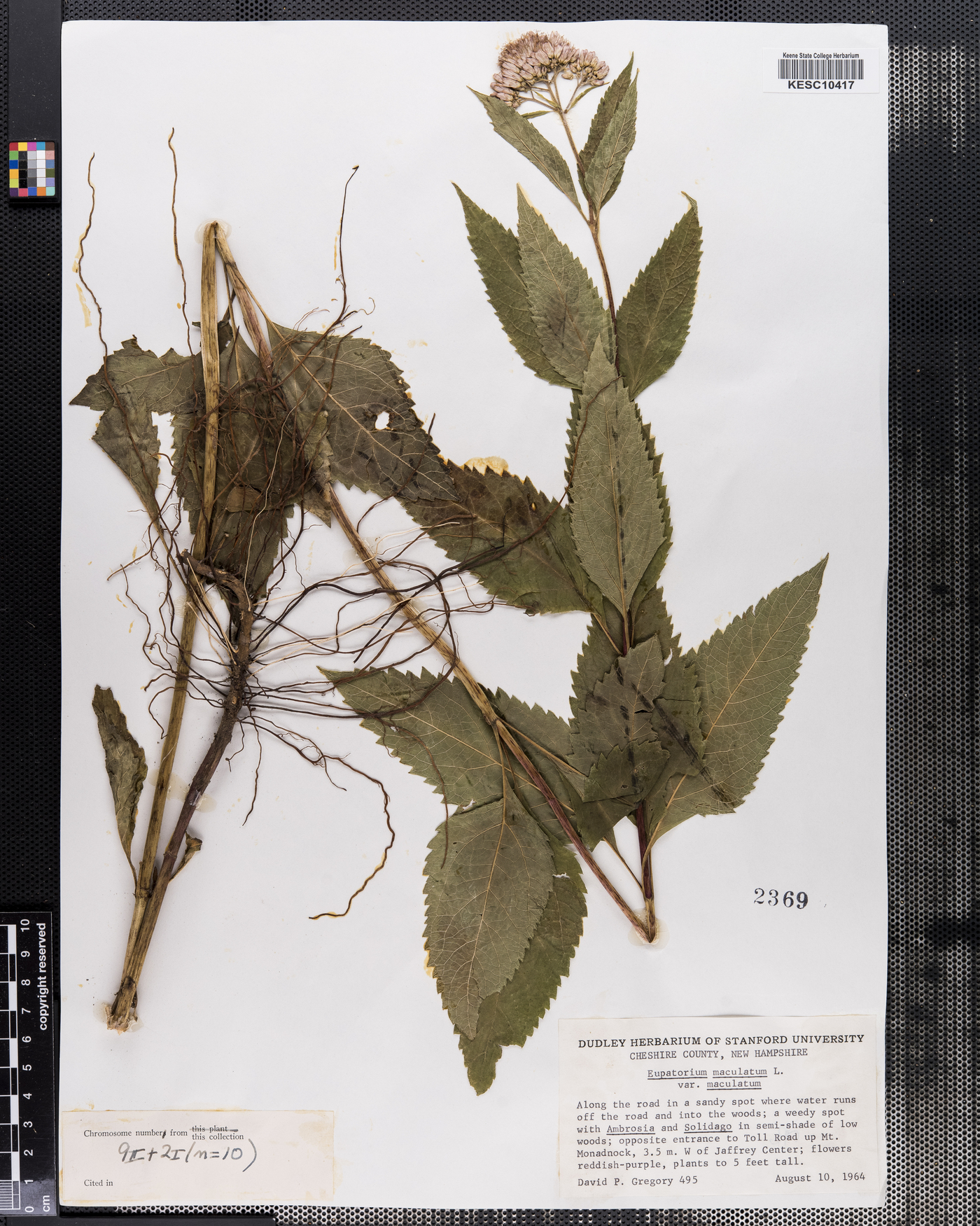 Eupatorium maculatum var. urticifolium image