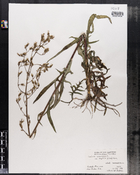 Lactuca canadensis image