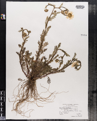 Tripleurospermum maritimum ssp. maritimum image