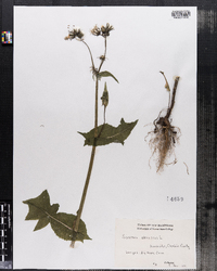 Sonchus oleraceus image