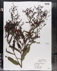 Vernonia gigantea ssp. gigantea image