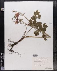 Aquilegia vulgaris image