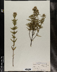 Pycnanthemum virginianum image