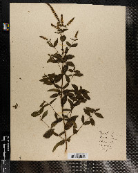 Mentha spicata image